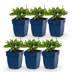 Green boutiQ - Stauden - Salvia nem. 'Sensation Deep Blue' - Steppensalbei - Bienen- und Schmetterlingsmagnet - Lila - 6 Pflanzen - Topf 11cm - Höhe 15-25cm