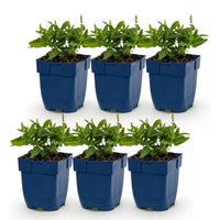 Green boutiQ - Vasteplant - Salvia nem. Sense Deepl Blue - Salie - Bijen en Vlinderlokkers - Paars - 6 Planten - Pot 11cm - Hoogte 15-25cm
