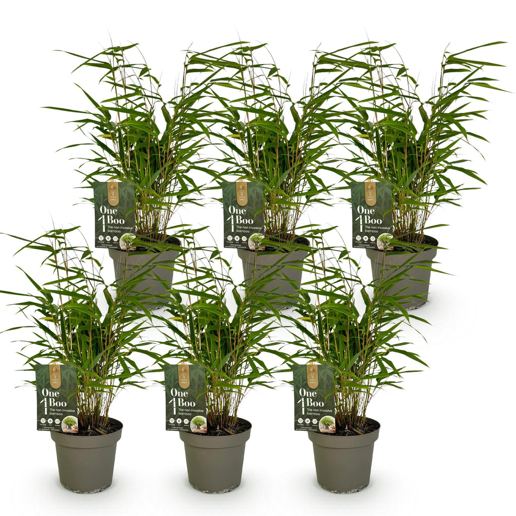 Green boutiQ - Bambou - Fargesia Rufa - Persistant - Non-envahissant - Vert - 6 Plantes - Pot 14cm - Hauteur 35cm