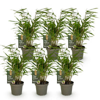 Green boutiQ - Bamboe - Fargesia Rufa - Bladhoudend - Niet Woekerend - Groen - 6 Planten - Pot 14cm - Hoogte 35cm
