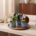 3x Baby Alocasia Tricolour - Red - Green - Black - Tropical - incl. Linnea Misty Blue - Ø6cm - ↕12cm