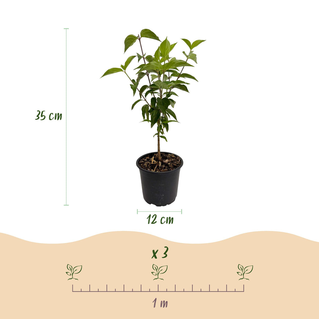 Green boutiQ - Plante de Jardin - Cornus kousa chinensis - Fleur Blanche - 1 Plante - Caduc - Peu d'Entretien - Pot 12cm Hauteur 35cm