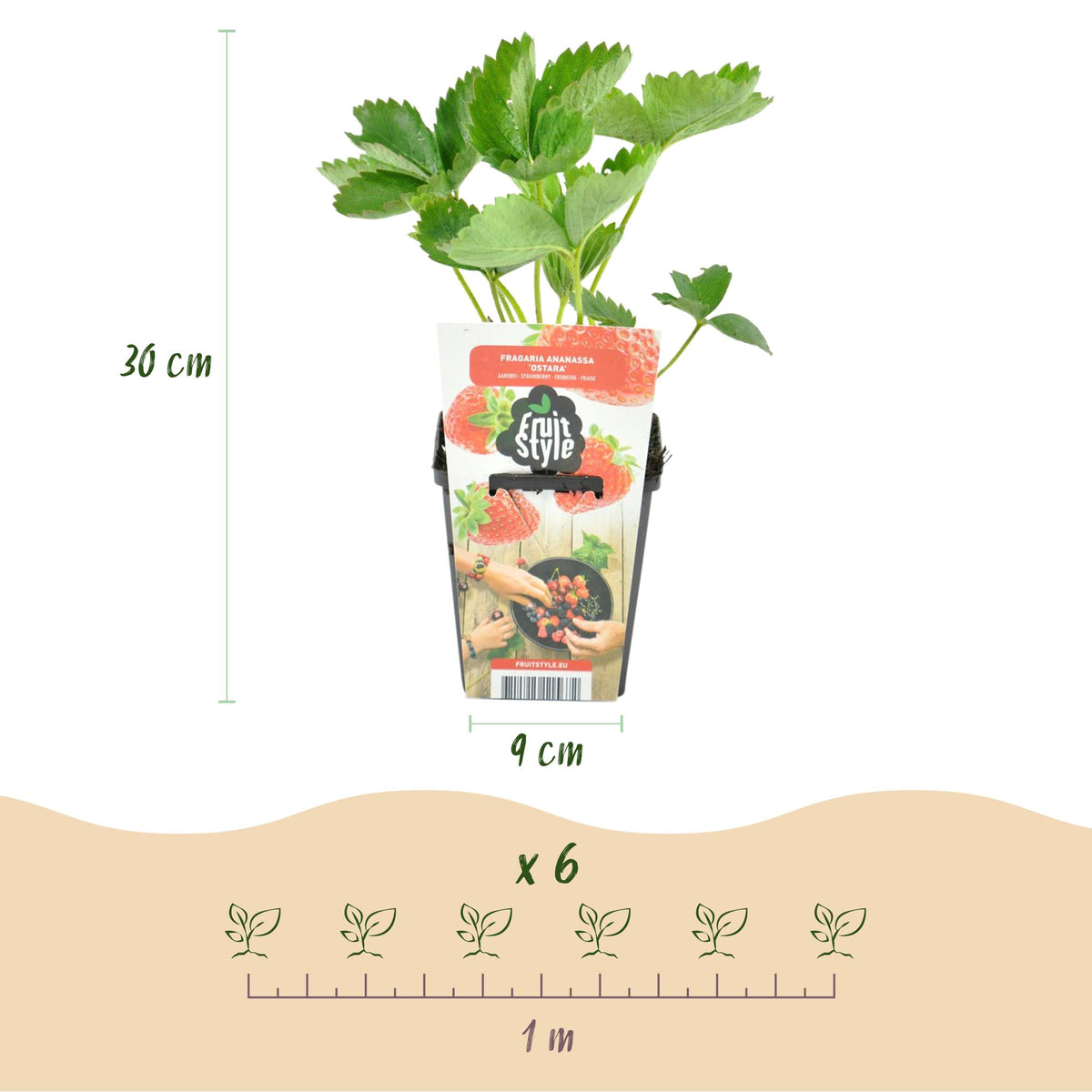 Green boutiQ - Plants fruitiers - Fraisier - Fragaria Elvira - Rustique - 3 plantes - Pot 9 cm - Fraise rouge