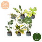 6x Baby Tropical Mix - Various colours - Tropical - incl. Linnea Misty Blue - Ø6cm - ↕10-15cm