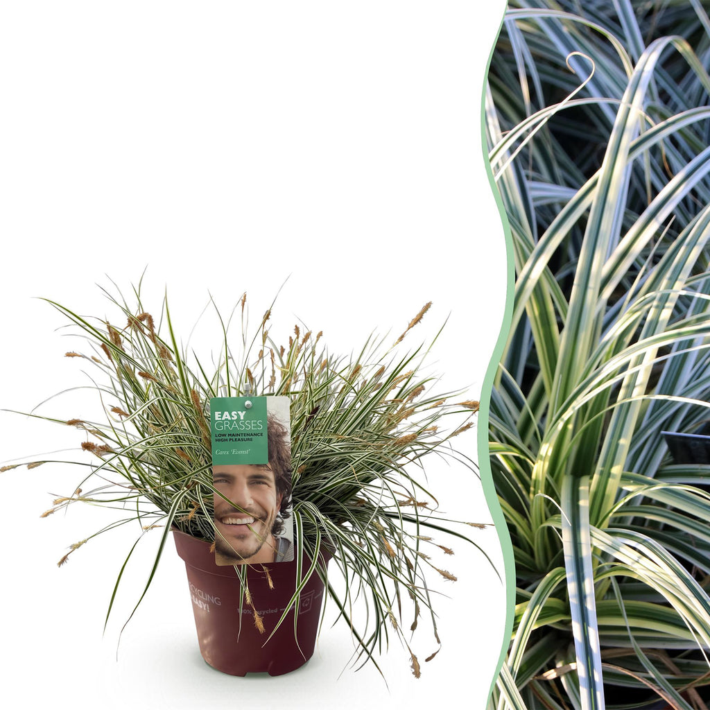 Green boutiQ - Graminées ornementales - Carex oshimensis Everest - Blanc et Vert - 1 Plante - Persistant - Rustique - Pot 17cm Hauteur 50cm