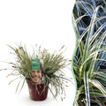 Green boutiQ - Graminées ornementales - Carex oshimensis Everest - Blanc et Vert - 1 Plante - Persistant - Rustique - Pot 17cm Hauteur 50cm