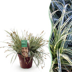 Green boutiQ - Graminées ornementales - Carex oshimensis Everest - Blanc et Vert - 1 Plante - Persistant - Rustique - Pot 17cm Hauteur 50cm