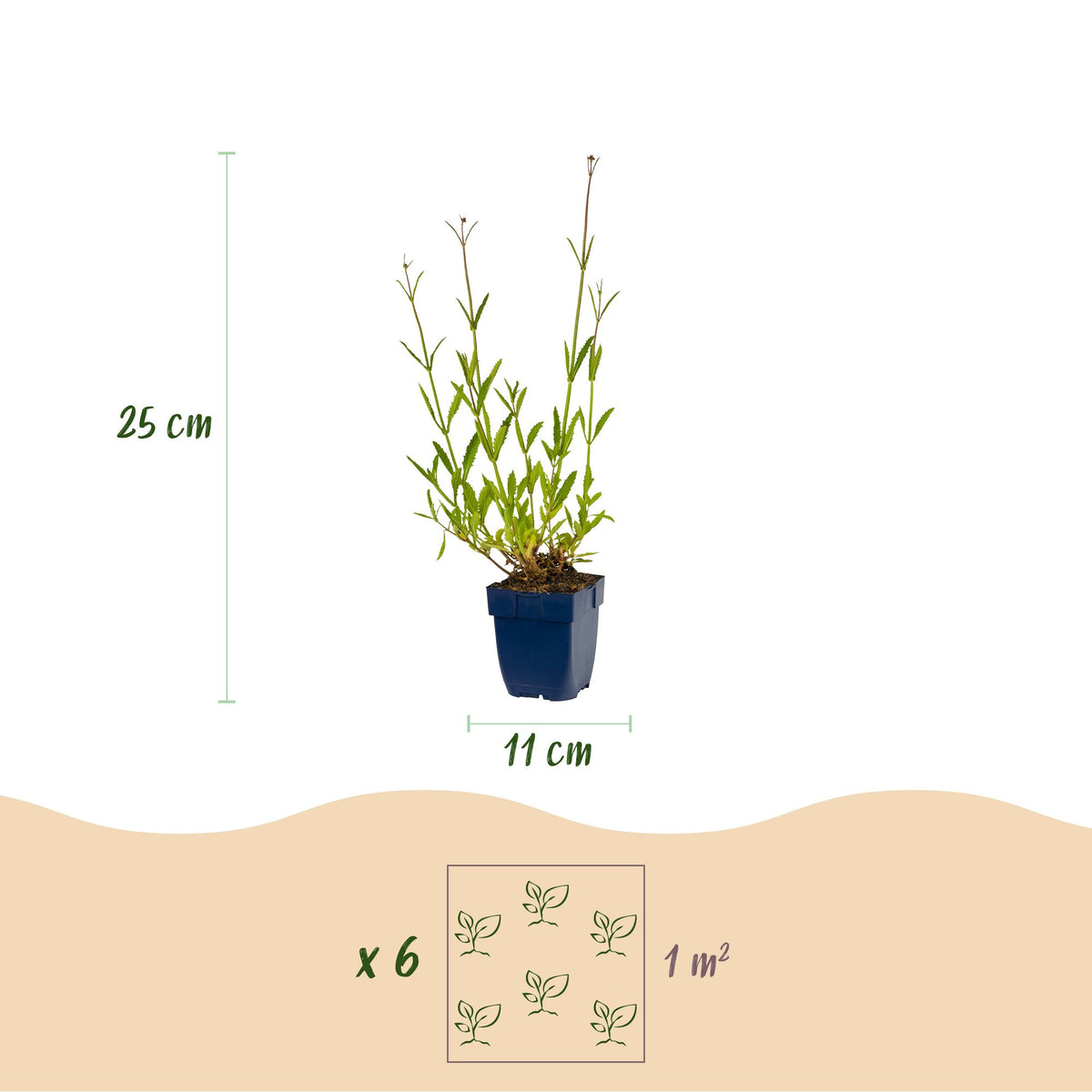 Vasteplant - Verbena bonariensis - Ijzerhard - Bijen- en vlinderlokkers - Paars - 1 Plant - Pot 11cm - Hoogte 15-25cm