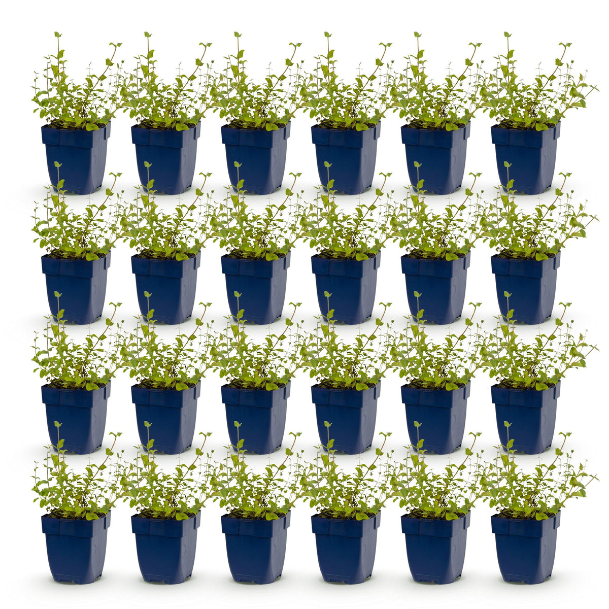 Green boutiQ - Perennial - Nepeta rac. Grog - Catnip - Bee and butterfly attractors - Blue - 24 Plants - Pot 11cm - Height 15-25cm