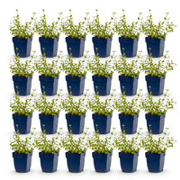 Green boutiQ - Perennial - Nepeta rac. Grog - Catnip - Bee and butterfly attractors - Blue - 24 Plants - Pot 11cm - Height 15-25cm