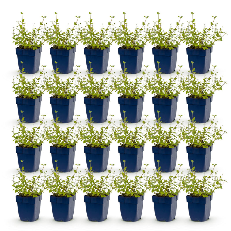 Green boutiQ - Perennial - Nepeta rac. Grog - Catnip - Bee and butterfly attractors - Blue - 24 Plants - Pot 11cm - Height 15-25cm