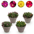 Green boutiQ - Couvre-sol - Rustique - Delosperma - 4 Plantes - Couleurs Rouge - Jaune - Violet - Rose - Peu d'entretien - Pot 14 Hauteur 17