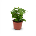 Green boutiQ - Plante d'intérieur - Caféier - Coffea Arabica - Blanc - Entretien facile - 1 plante - Pot 12 cm - Hauteur 15 - 20 cm