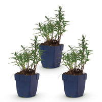 Green boutiQ - Vasteplant - Aster (D) Mittelmeer - Zeeaster - Bijen en Vlinderlokkers - Paars - 3 Planten - Pot 11cm - Hoogte 15-25cm