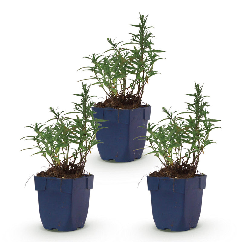 Green boutiQ - Vasteplant - Aster (D) Mittelmeer - Zeeaster - Bijen en Vlinderlokkers - Paars - 3 Planten - Pot 11cm - Hoogte 15-25cm