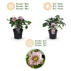 Green boutiQ - Plante de jardin - Rose de Carême - Helleborus orientalis Double Ellen Pink - Fleur rose - 2 Plantes - Persistante - Pot 14cm Hauteur 35cm