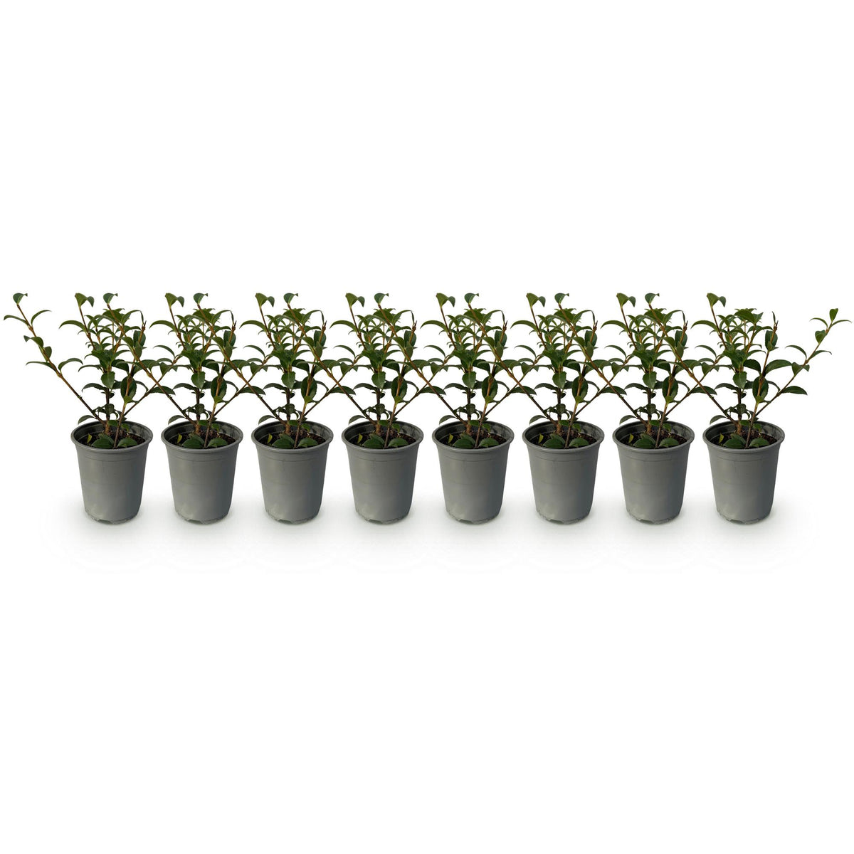 Green boutiQ - Haagplanten - Osmathus burkwoodii - blad groen - 8 planten - 1 strekkende meter - groenblijvend - pot 9cm hoogte 25-30cm