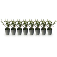 Green boutiQ - Haagplanten - Osmathus burkwoodii - blad groen - 8 planten - 1 strekkende meter - groenblijvend - pot 9cm hoogte 25-30cm