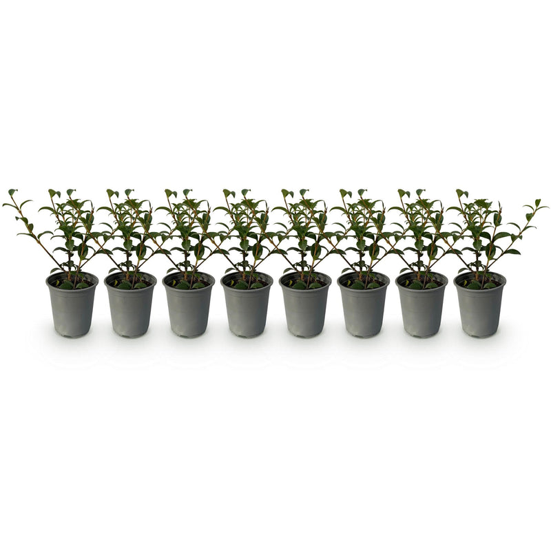 Green boutiQ - Haagplanten - Osmathus burkwoodii - blad groen - 8 planten - 1 strekkende meter - groenblijvend - pot 9cm hoogte 25-30cm