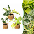 3x Baby Tropical Mix - Various colours - Tropical - incl. Linnea Honey - Ø6cm - ↕10-15cm