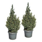 2x Picea glauca Sander's Blue - Blue Alberta Spruce - Blue - Christmas tree - Ø23cm - ↕60cm