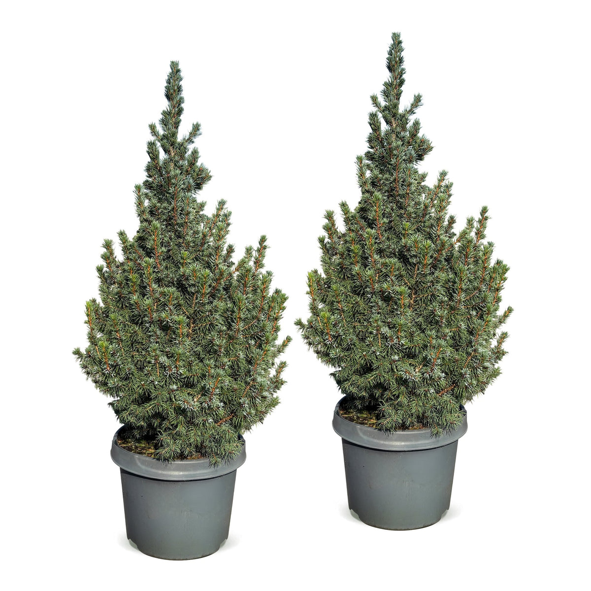 2x Picea glauca Sander's Blue - Blue Alberta Spruce - Blue - Christmas tree - Ø23cm - ↕60cm