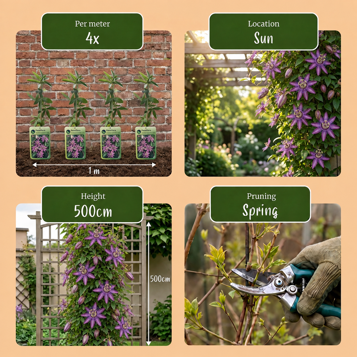 6x Passiflora Lavender Lady - Lavender Lady passionflower - Purple - Climber - Ø9cm - ↕35cm
