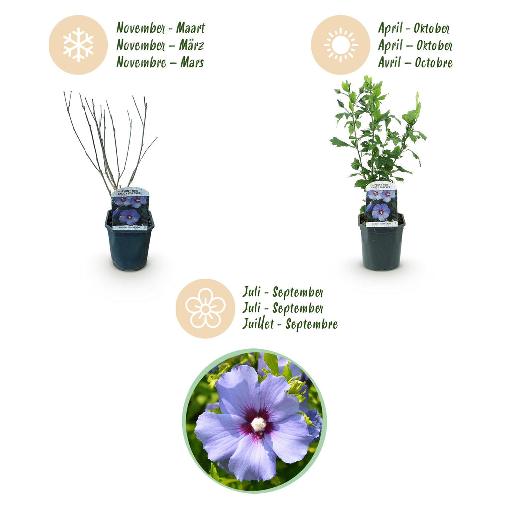 Green boutiQ - Plante de jardin - Hibiscus syriacus Oiseau Bleu - Hibiscus de jardin - Rustique - Bleu - 3 Plantes - Pot 17cm - Hauteur 45cm