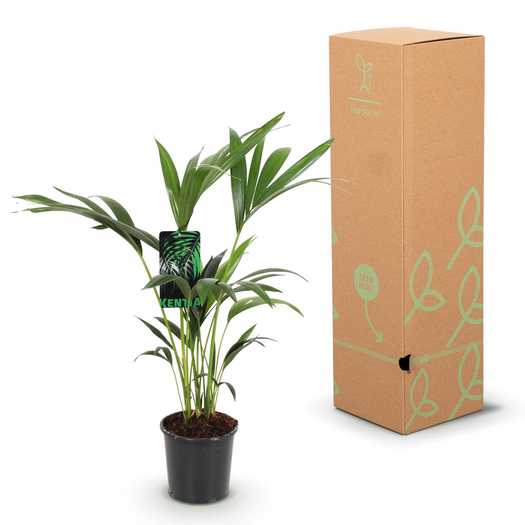 Green boutiQ - Plante d'intérieur - Howea Forsteriana - Palmier Kentia - Entretien facile - Vert - 1 plante - Pot 17cm - Hauteur 70-75cm