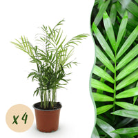 Green boutiQ - Kamerplant - Chamaedorea elegans - Goudpalm - Huisdiervriendelijk - Groen - 4 Planten - Pot 12cm - Hoogte 35-40cm