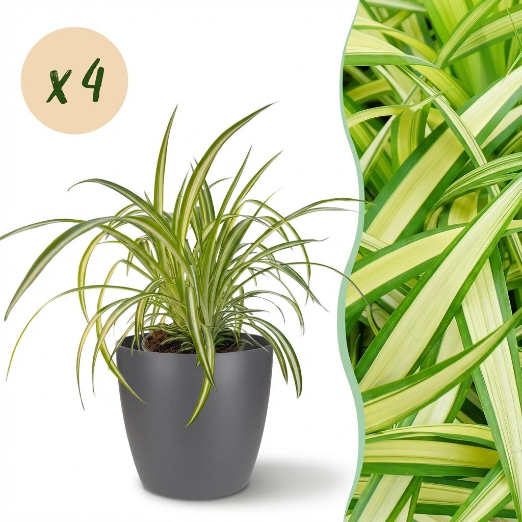 Green boutiQ - Zimmerpflanze - Chlorophytum comosum Variegatum - Bunte Grünlilie - Haustierfreundliche Pflanze - Grün - 4 Pflanzen - mit Topf Grau - Topf 12cm - Höhe 20cm