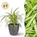 Green boutiQ - Zimmerpflanze - Chlorophytum comosum Variegatum - Bunte Grünlilie - Haustierfreundliche Pflanze - Grün - 4 Pflanzen - mit Topf Grau - Topf 12cm - Höhe 20cm