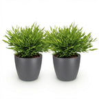 Green boutiQ - Zimmerpflanze - Bambusa Pogonatherum Monica - Bambusgras - Haustierfreundliche Pflanze - Grün - 2 Pflanzen - mit Topf Grau - Topf 12cm - Höhe 20cm
