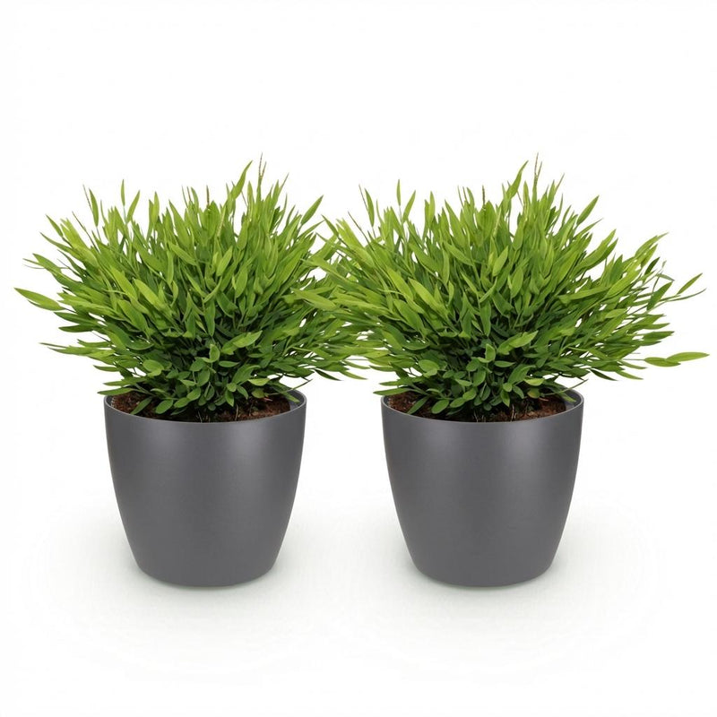 Green boutiQ - Kamerplant - Bamusa Pogonatherum Monica - Bamboegras - Huisdiervriendelijke Plant - Groen - 2 Planten - met Potter Grijs - Pot 12cm - Hoogte 20cm