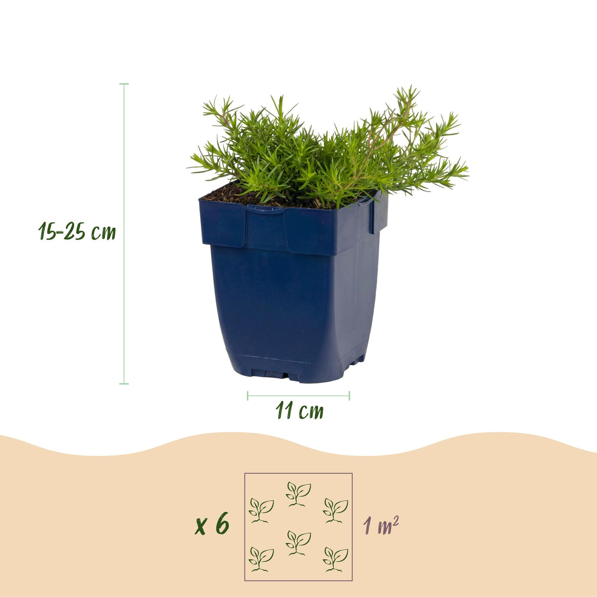 Green boutiQ - Stauden - Phlox MacDaniel's Cushion - Flammenblume - Bodendeckend - Dunkelrosa - 1 Pflanze - Topf 11cm - Höhe 15-25cm