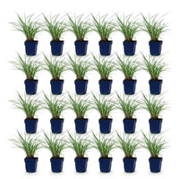 Green boutiQ - Grassen - Miscanthus sin. Red Chief - Pampusgras - Met Pluim - Groen - 24 Planten - Pot 11cm - Hoogte 15-25cm
