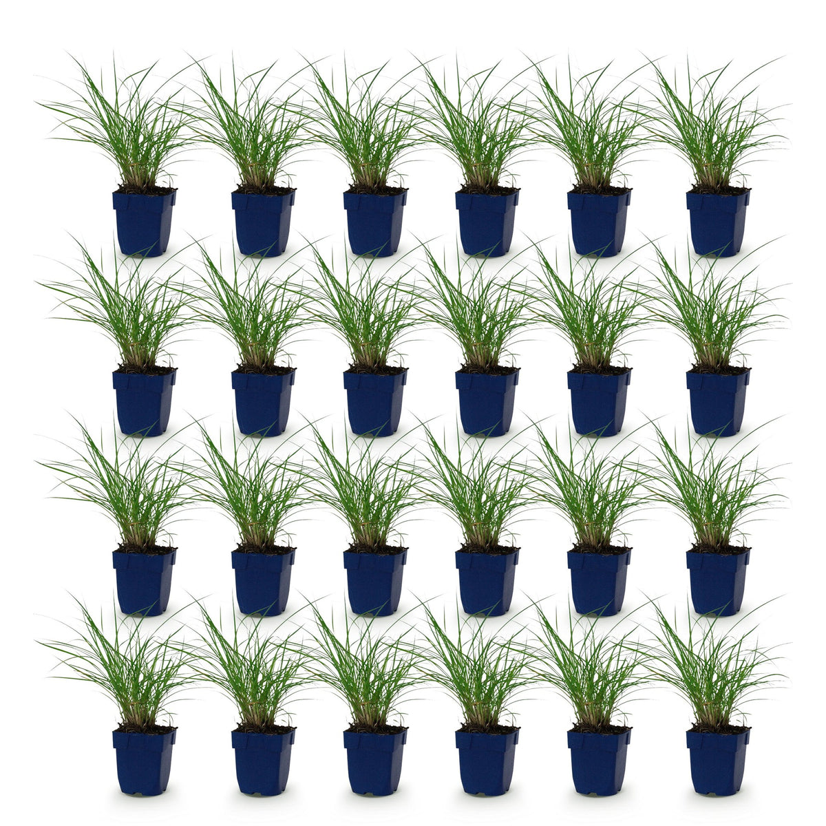 Green boutiQ - Graminées - Miscanthus sin. Red Chief - Herbe de la Pampa - Avec panache - Vert - 24 plantes - Pot 11cm - Hauteur 15-25cm