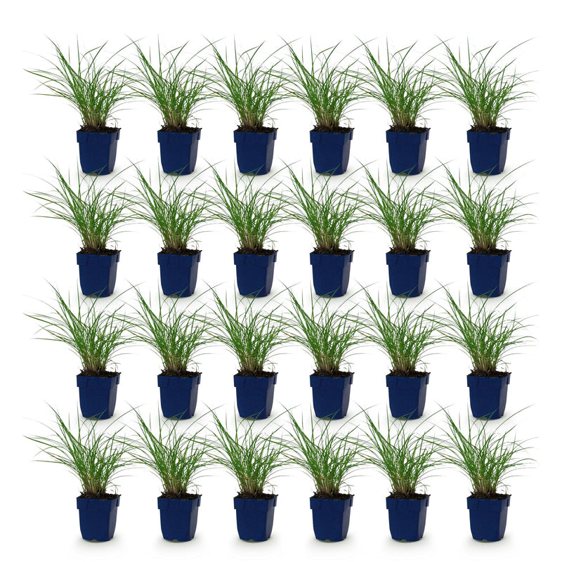 Green boutiQ - Grassen - Miscanthus sin. Red Chief - Pampusgras - Met Pluim - Groen - 24 Planten - Pot 11cm - Hoogte 15-25cm