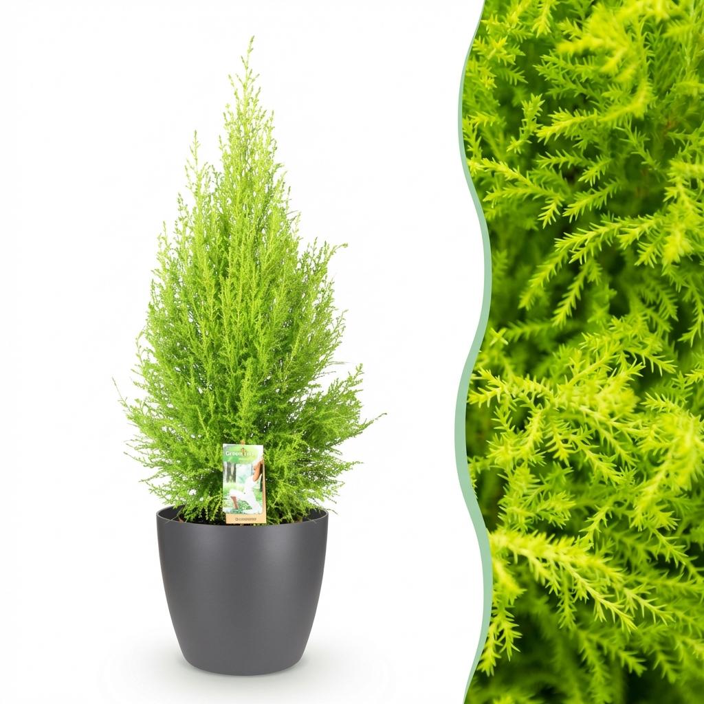 Green BoutiQ - Plantes d'intérieur - Cupressus Gold Crest Wilma - Conifère d'intérieur - Entretien facile - Vert - 1 plante - avec pot gris - Pot 21 cm - Hauteur 85-95 cm