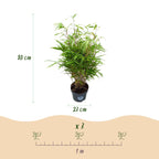 Green boutiQ - Grassen - Fargesia Rufa - Niet Woekerende Bamboe - Bladhoudend - Groen - 2 Planten - Pot 23 cm - Hoogte 80 cm