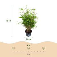 Green boutiQ - Grassen - Fargesia Rufa - Niet Woekerende Bamboe - Bladhoudend - Groen - 2 Planten - Pot 23 cm - Hoogte 80 cm