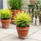 Green boutiQ - Plante de jardin - Nandina Lemon & Lime - Jaune - 1 plante - Persistante - Entretien facile - Pot 17 cm Hauteur 45 cm