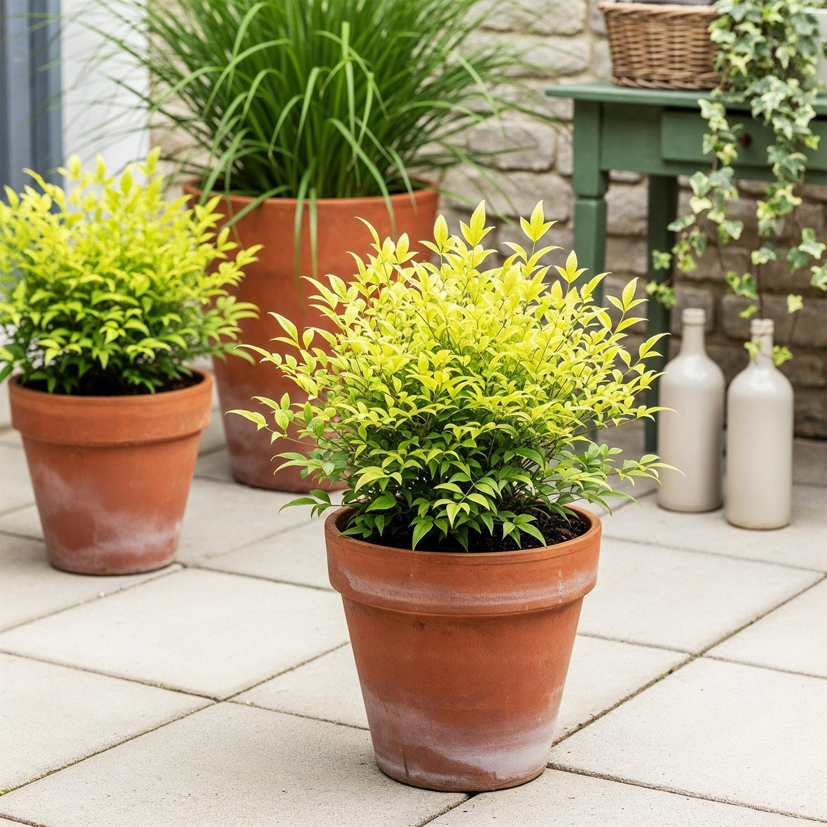 Green boutiQ - Plante de jardin - Nandina Lemon & Lime - Jaune - 1 plante - Persistante - Entretien facile - Pot 17 cm Hauteur 45 cm