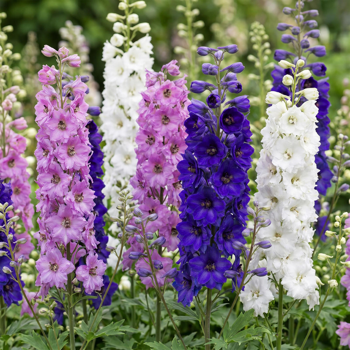 Green boutiQ - Plante vivace - Delphinium Tricolour - Pied-d'alouette - Attire les abeilles et les papillons - Violet - Rose - Blanc - 24 plantes - Pot 11cm - Hauteur 15-25cm