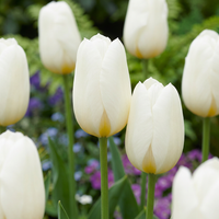 60x Tulipa Triumph White - Triomftulp - Wit - Voorjaarsbloeier - Bolmaat 11/12