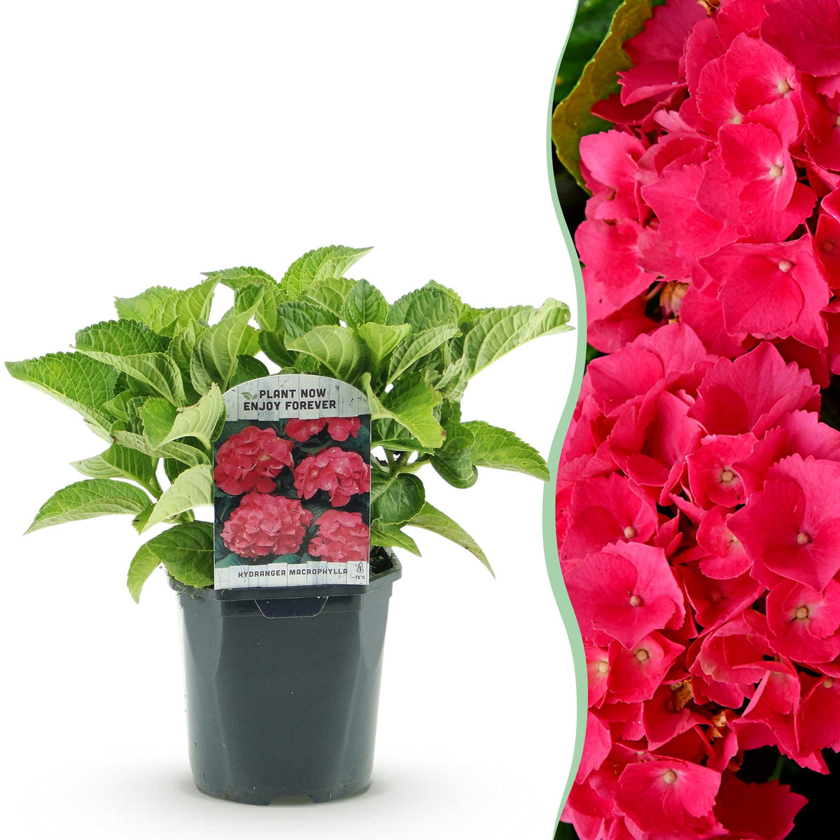 Green boutiQ - Hortensia - Hydrangea macrophylla Red - Bloem Rood - 1 Plant - Bladverliezend - Weinig Onderhoud - Pot 17cm Hoogte 30cm