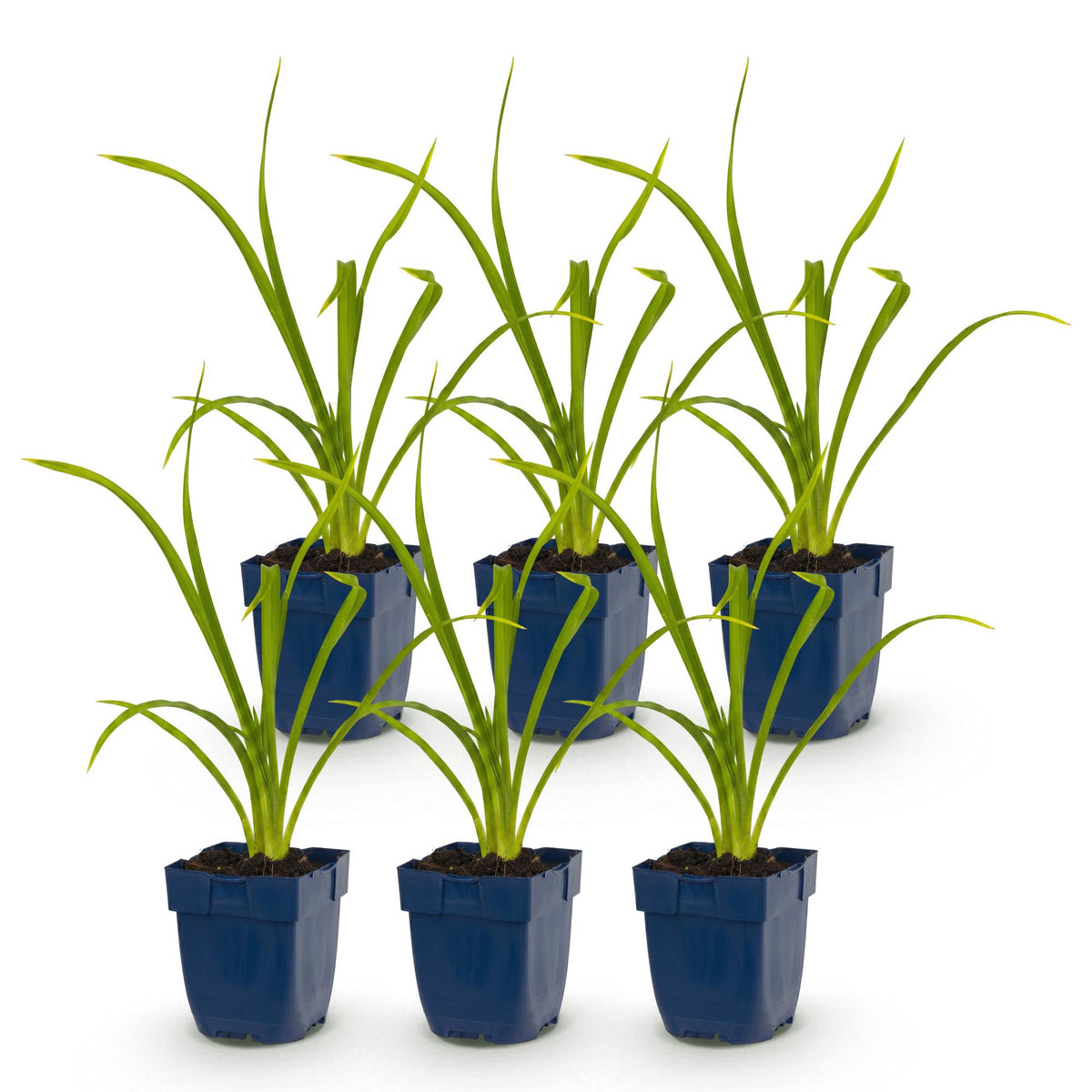 Green boutiQ - Vasteplant - Hemerocallis Summer Wine - Daglelie - Bijen en Vlinderlokkers - Paars - 6 Planten - Pot 11cm - Hoogte 15-25cm