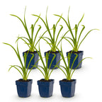 Green boutiQ - Plante vivace - Hemerocallis Summer Wine - Hémérocalle - Attire les abeilles et les papillons - Violet - 6 plantes - Pot 11cm - Hauteur 15-25cm