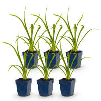 Green boutiQ - Vasteplant - Hemerocallis Summer Wine - Daglelie - Bijen en Vlinderlokkers - Paars - 6 Planten - Pot 11cm - Hoogte 15-25cm