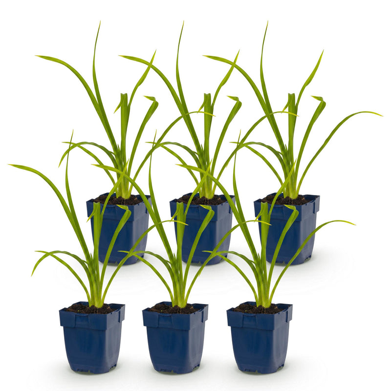 Green boutiQ - Vasteplant - Hemerocallis Summer Wine - Daglelie - Bijen en Vlinderlokkers - Paars - 6 Planten - Pot 11cm - Hoogte 15-25cm
